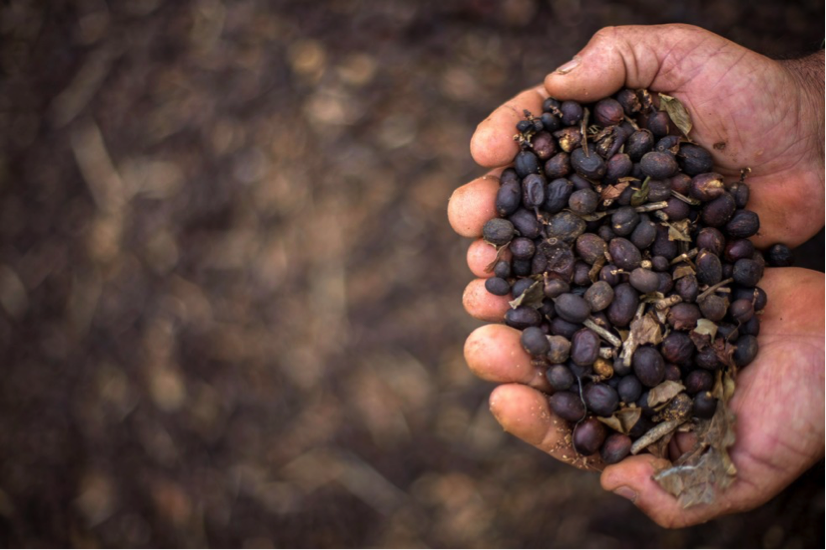 Description: Fazendeiro mostra punhado de grão de café especial colhido em Minas Gerais, uma das principais regiões produtoras. — Foto: Mauro Pimental/AFP