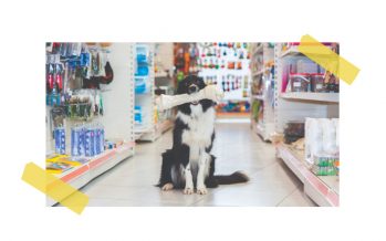 BRASIL TORNA-SE O SEGUNDO MAIOR MERCADO DE PRODUTOS PET