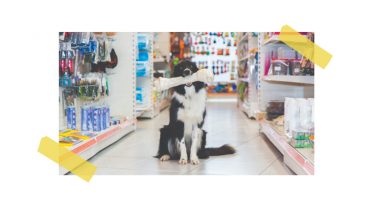 BRASIL TORNA-SE O SEGUNDO MAIOR MERCADO DE PRODUTOS PET